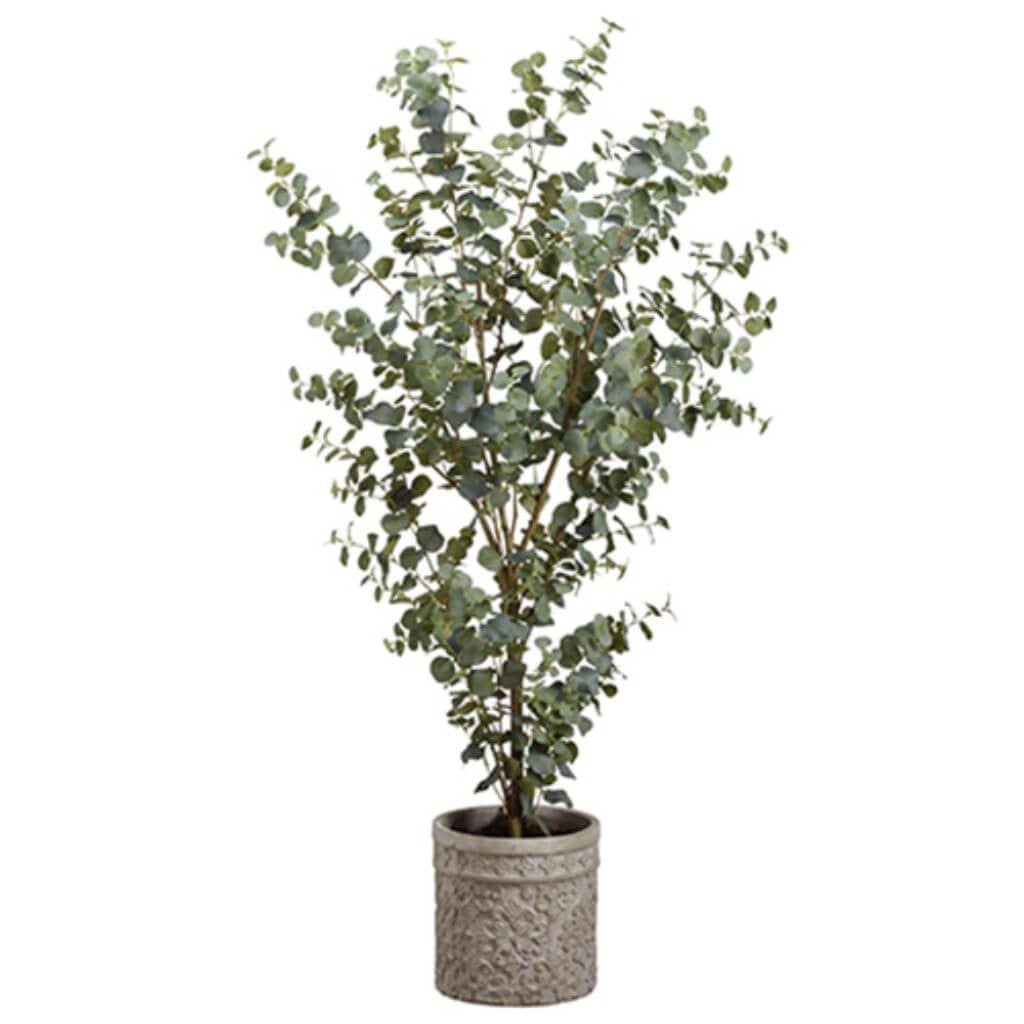5' Eucaly In Cement Planter 