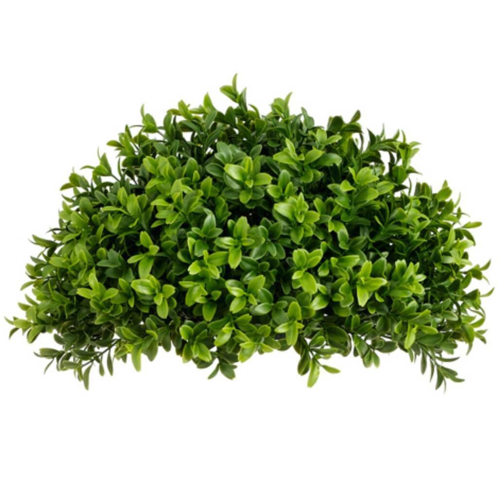 5H13"W Boxwood Half Ball Gr/Tt 
