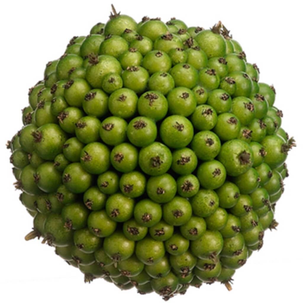 4.5"Berry Orb Gr 