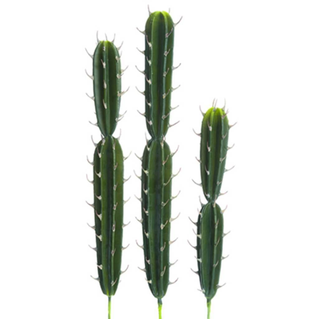 17.5-25.5"So.Peru.Cactus(3/St 