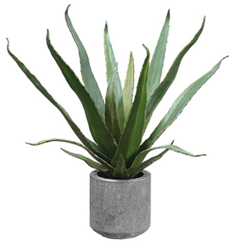 19"Agave In Cement Pot Gr 