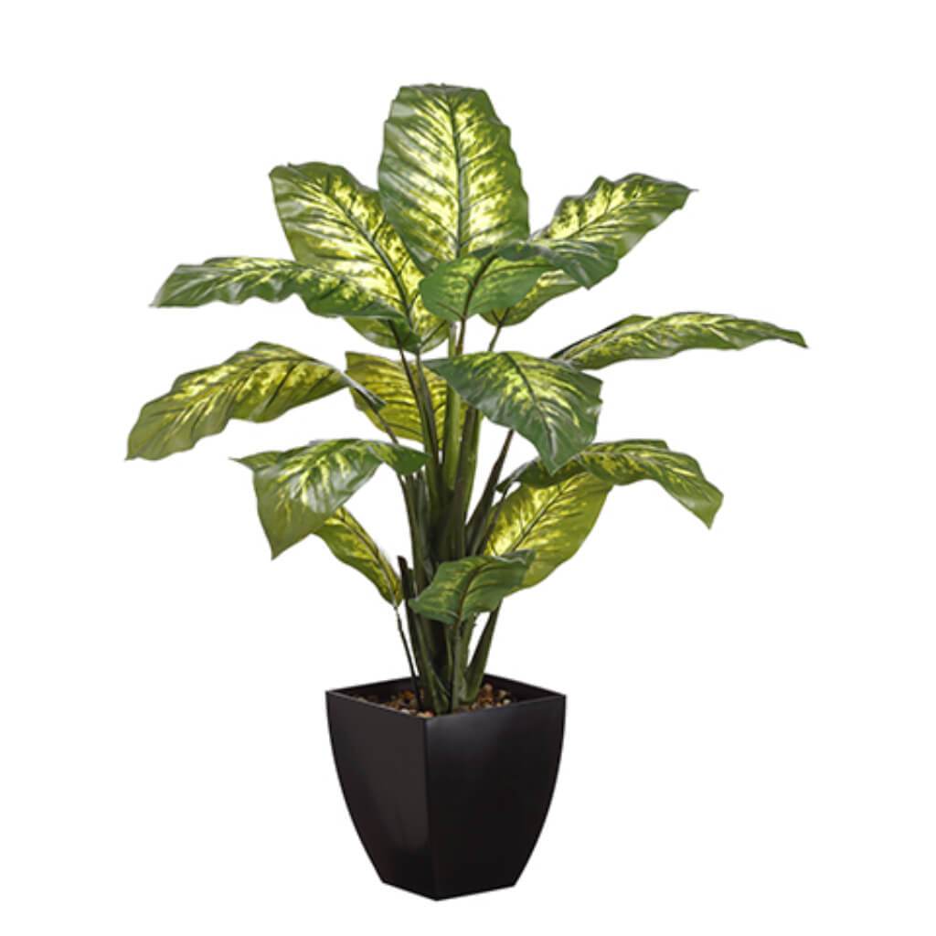 DIFFENBACHIA PLANT IN POT 40IN