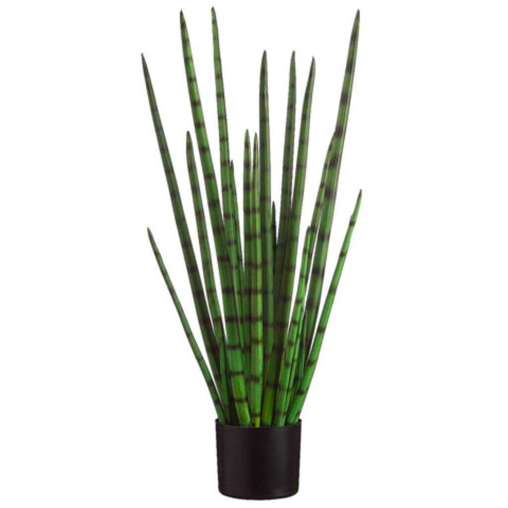 33"Snake Grass (P)Gr 
