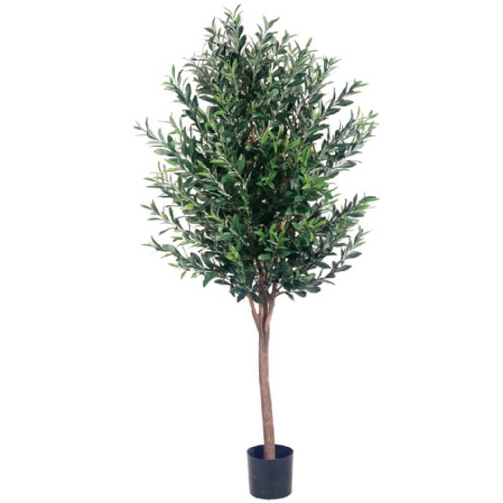 5&#39;Olive Tree 2560L Gr/Tt 