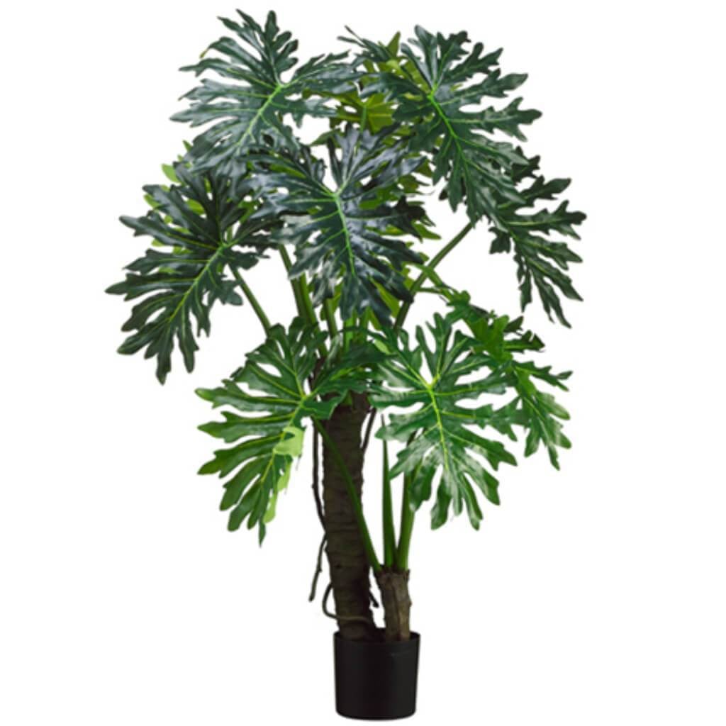 5'Eva Plume Split Lf.Plant Gr 