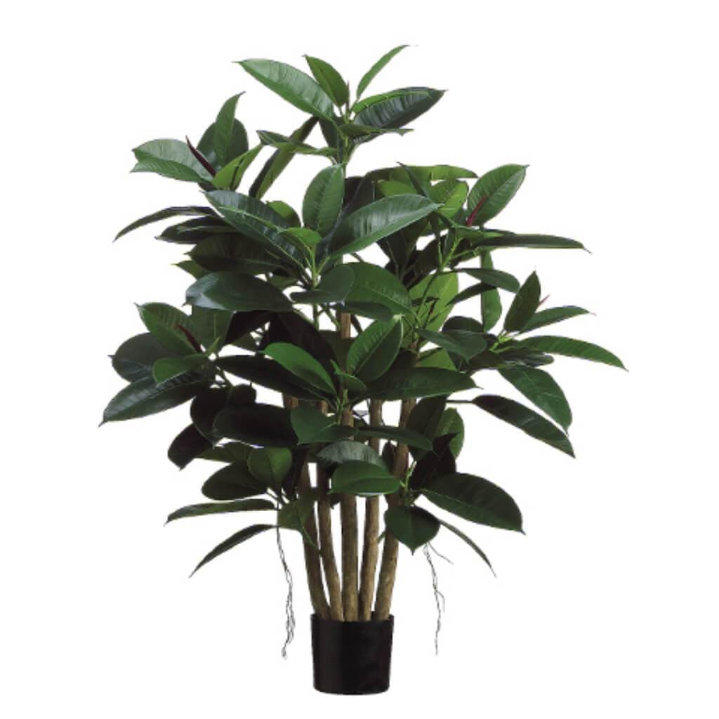 39"Rubber Leaf Plant(P) Gr 