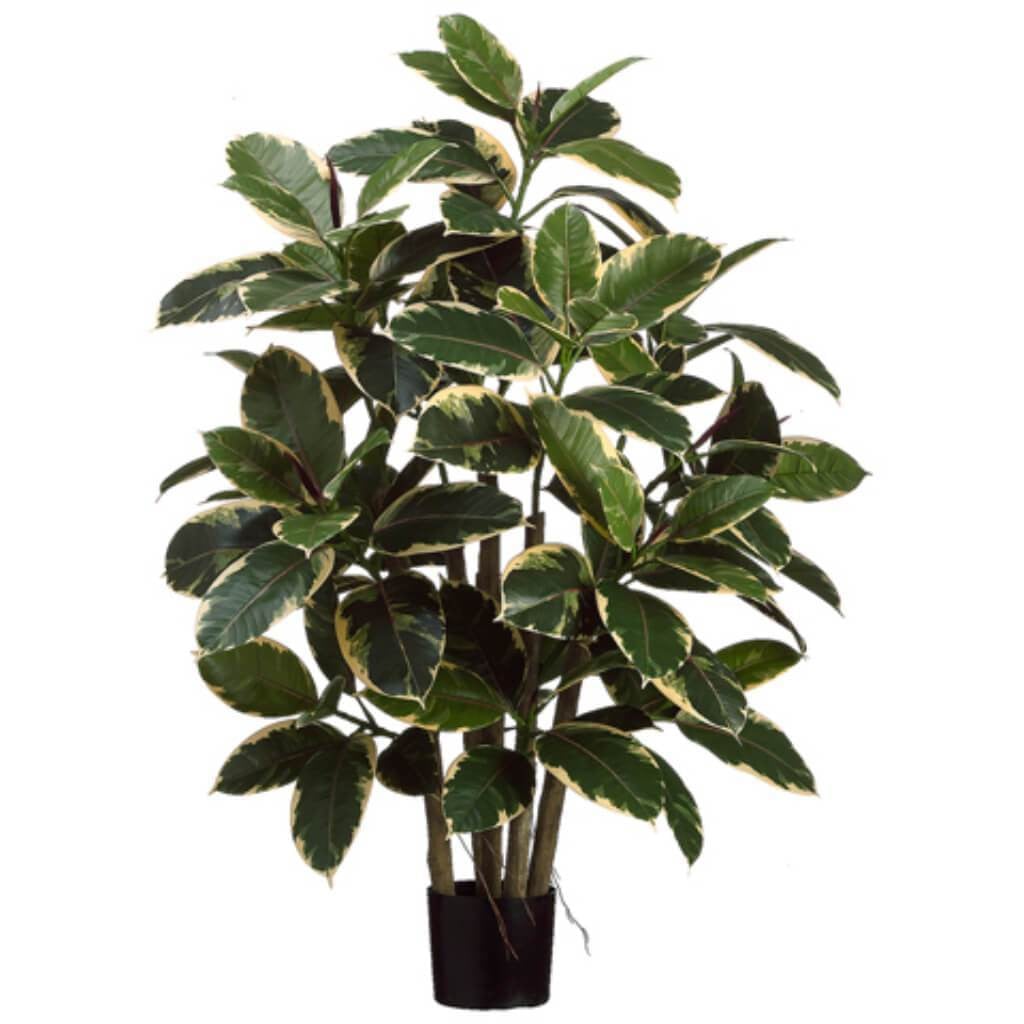 39&quot;Rubber Leaf Plant(P) Vg 