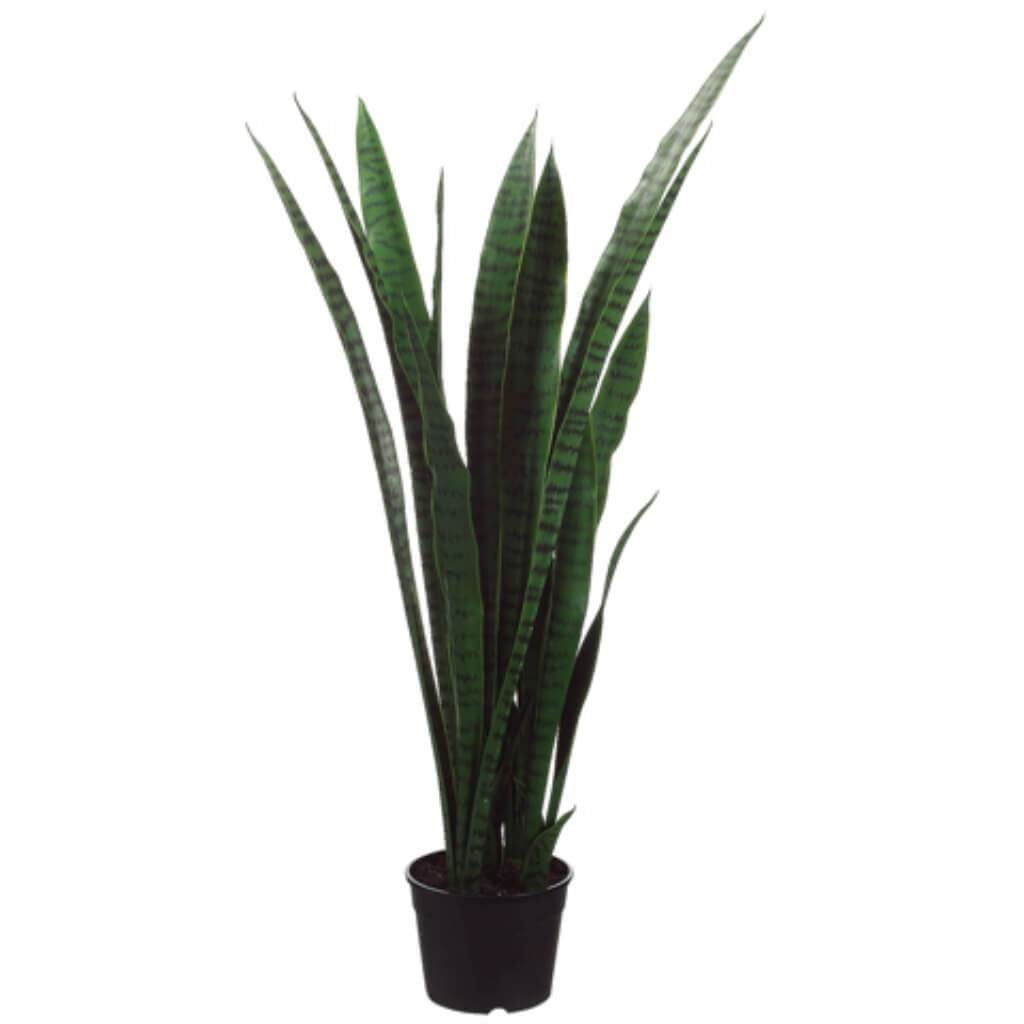 44"Sansevieria Plant(P)Gr/Tt 