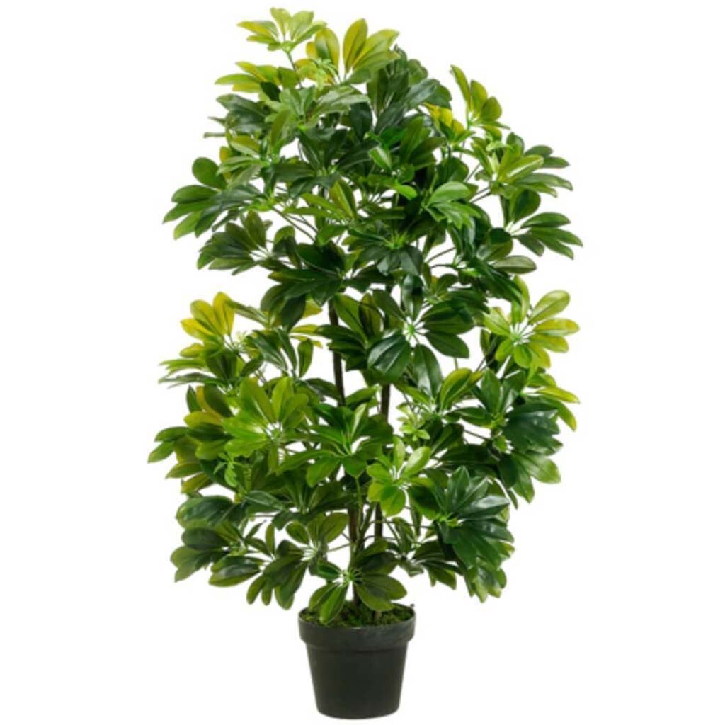 40"Eva Schefflera In Pot Gr 