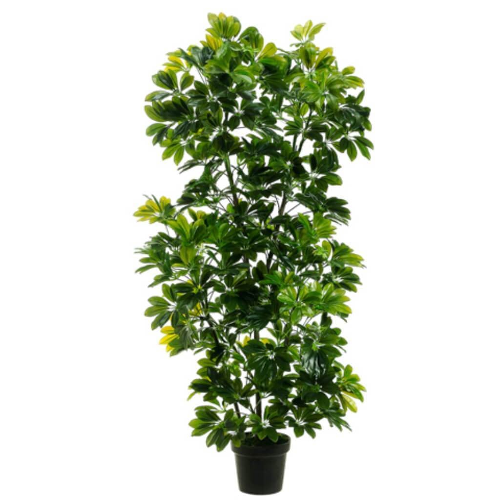 56"Eva Schefflera In Plas.Pot 