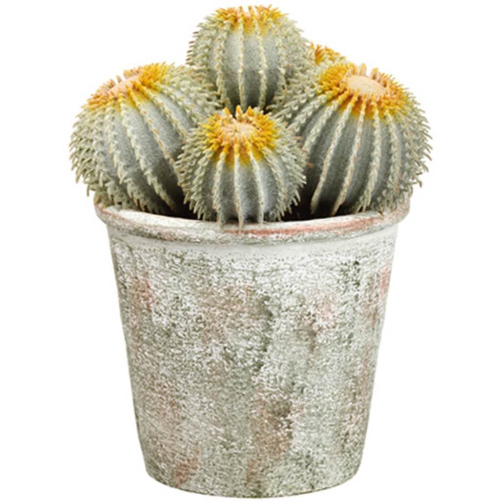 9&quot;Barrel Cactus In Pot 