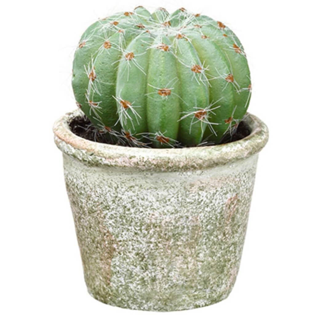 4.25"Barrel Cactus In Pot 