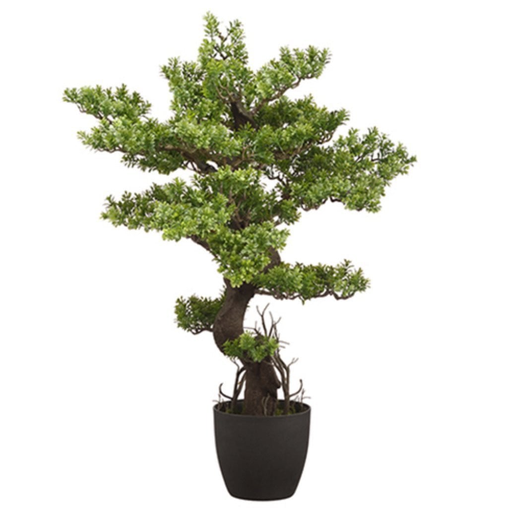 36.6&quot;Boxwood Bonsai(P)Gr 