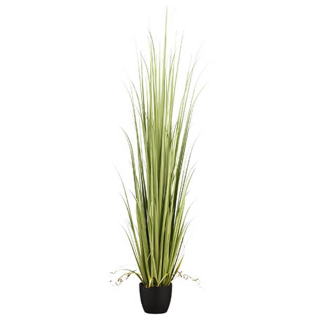 84"Reed Grass In Pot Gr/Lt 