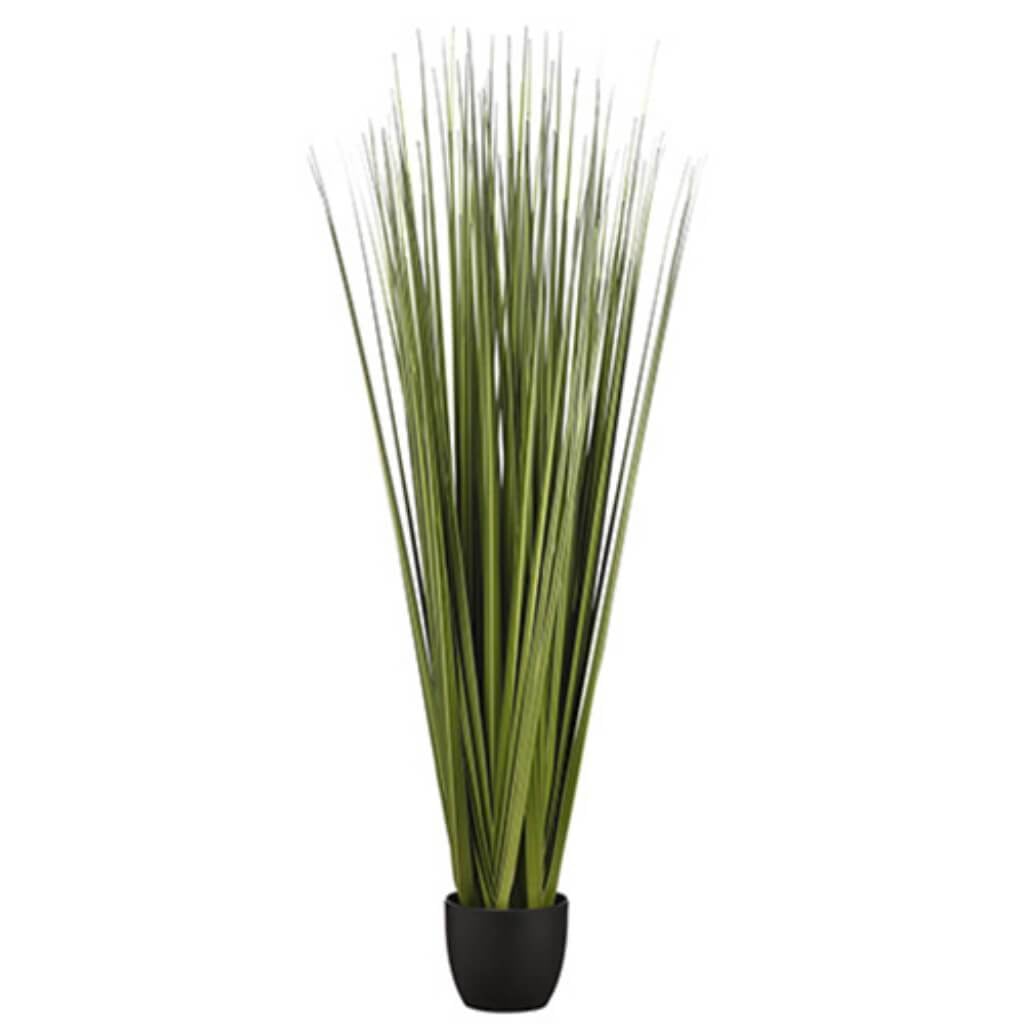 66"Reed Grass Bundle X6 In Pot 