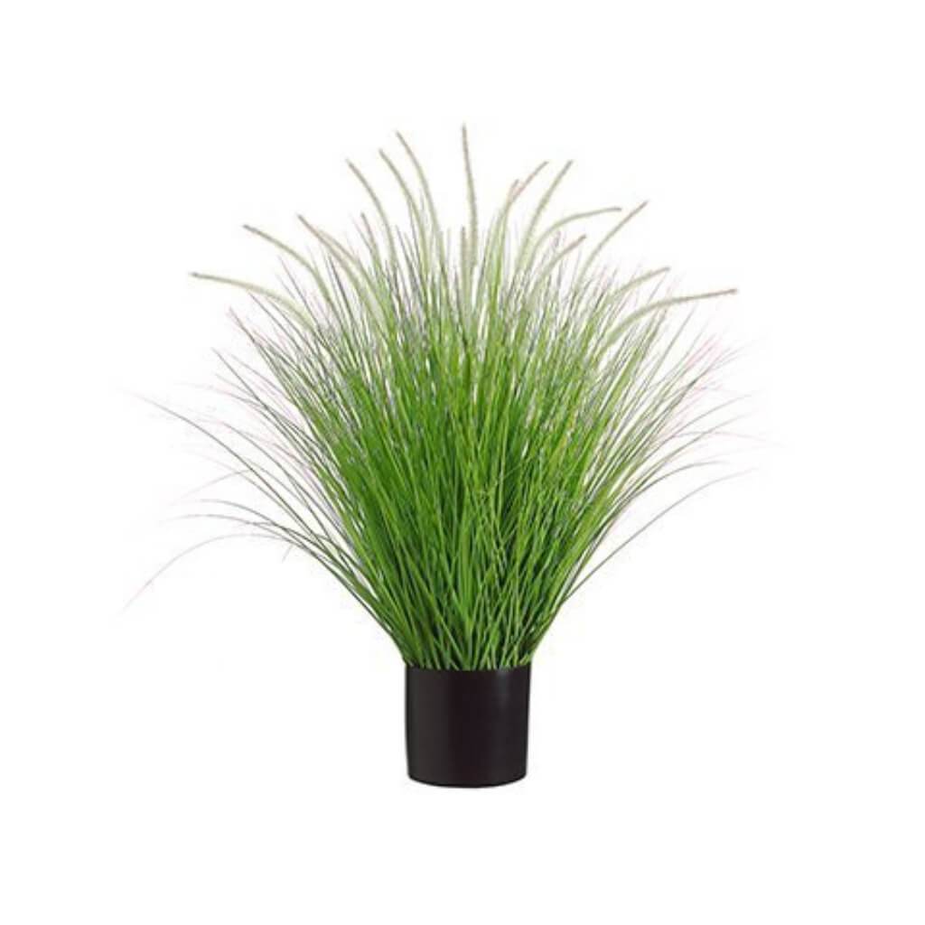 Dog Tail Onion Grass Pot 39in