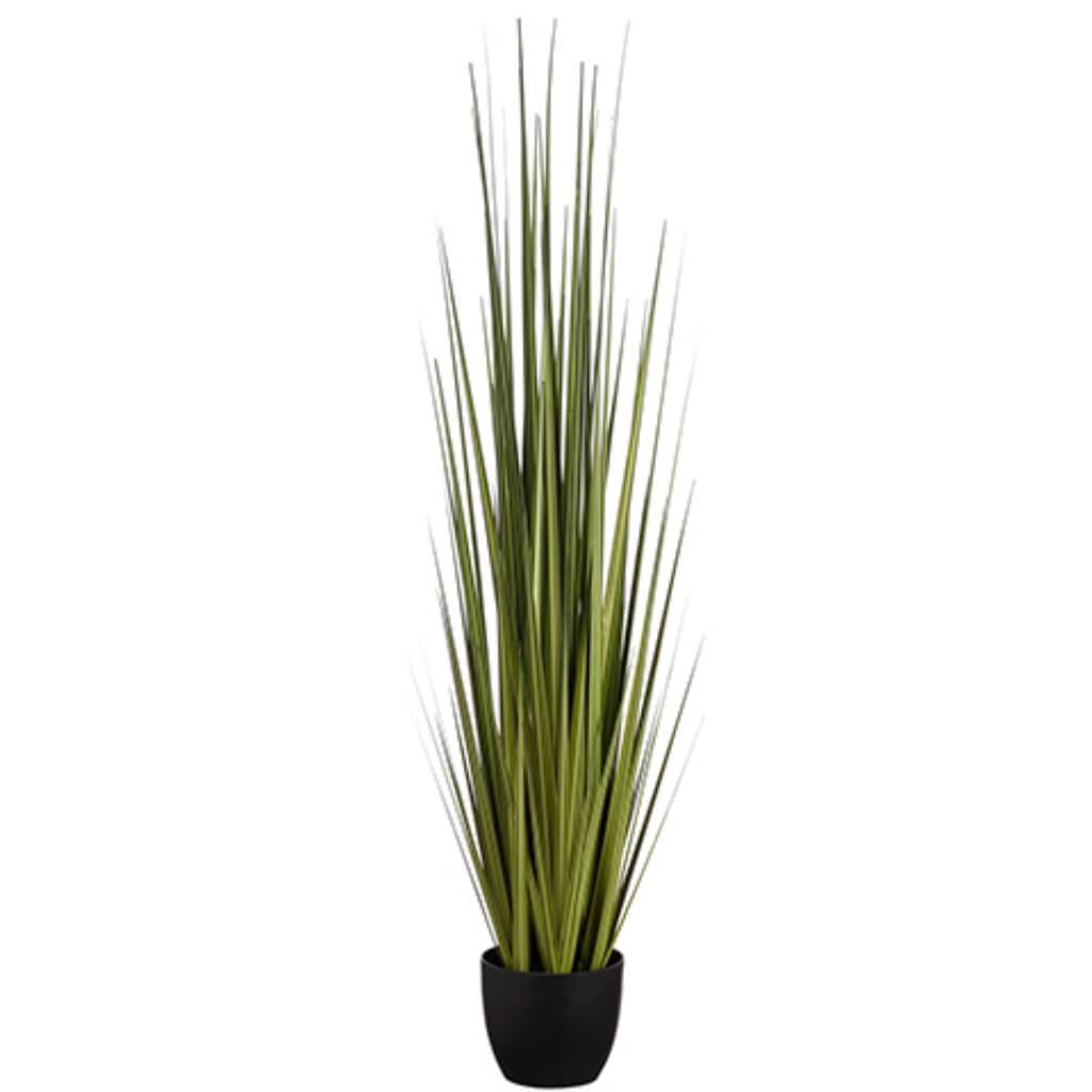 Reed Grass 60in in Pot Green