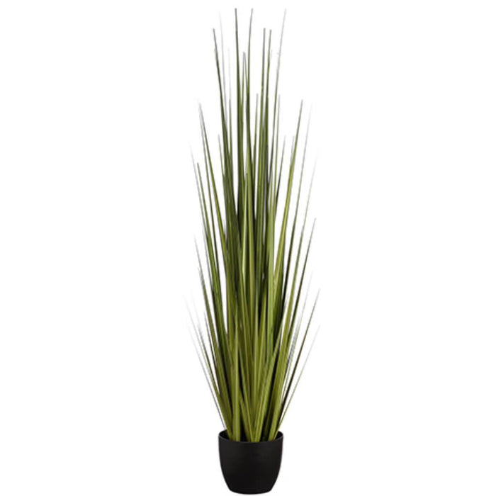 Reed Grass 60in in Pot Green