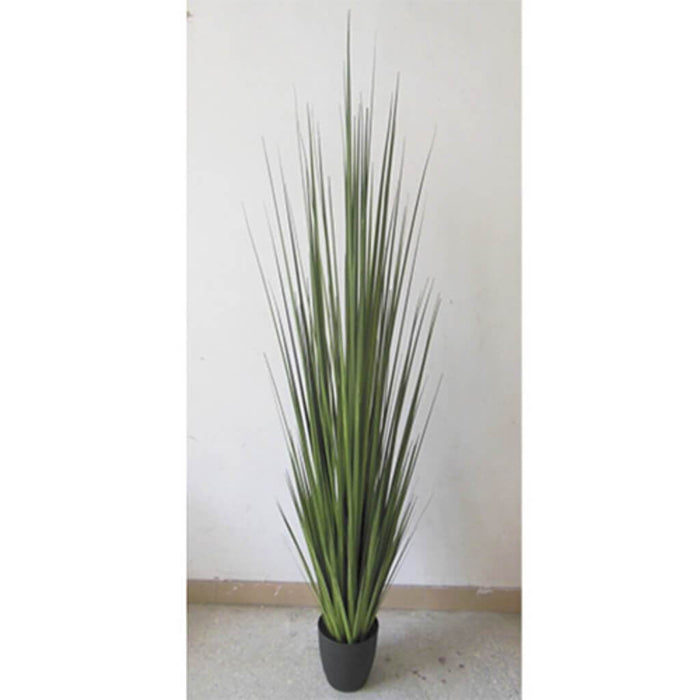86" Reed Grass In Pot Gr 