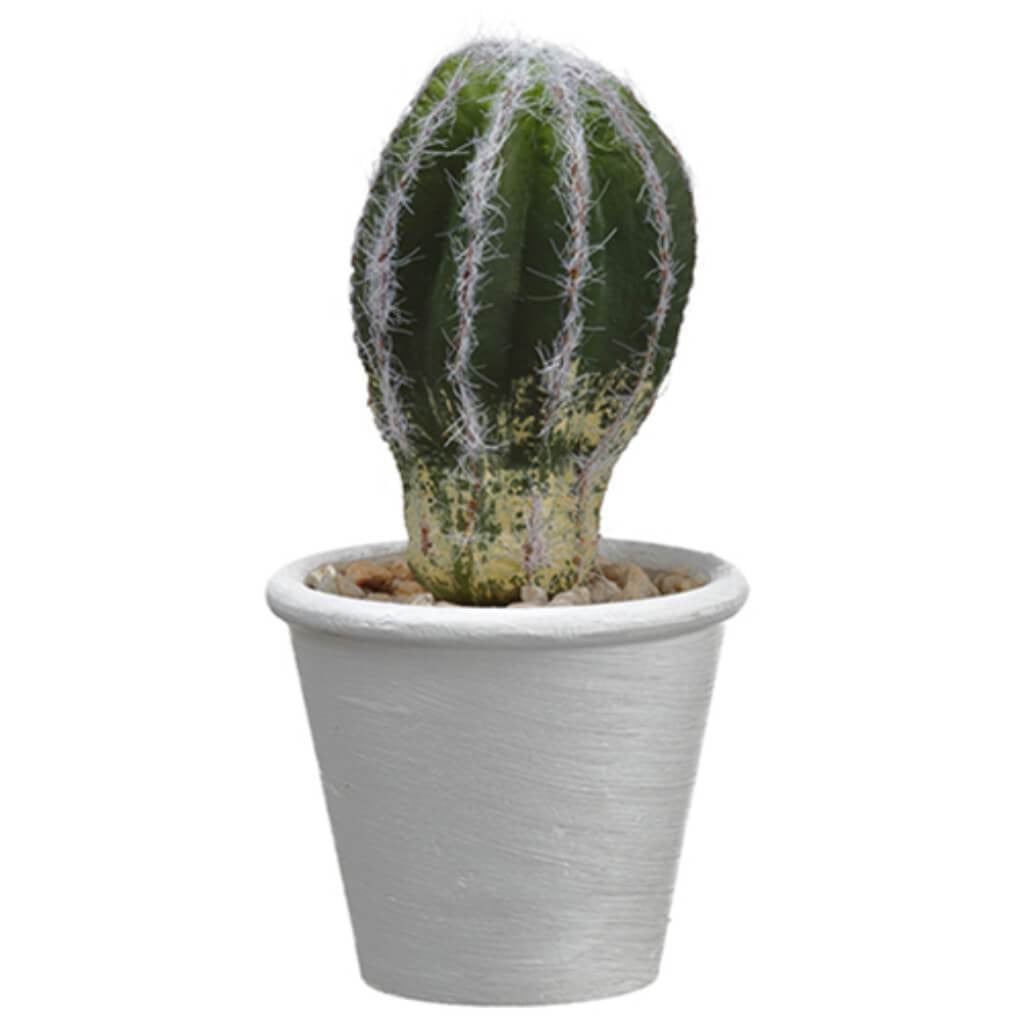 7"Hedgehog Cactus In P/M Pot 