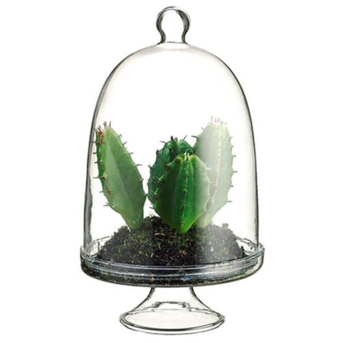 5.5"Cactus In Glass Terrarium 