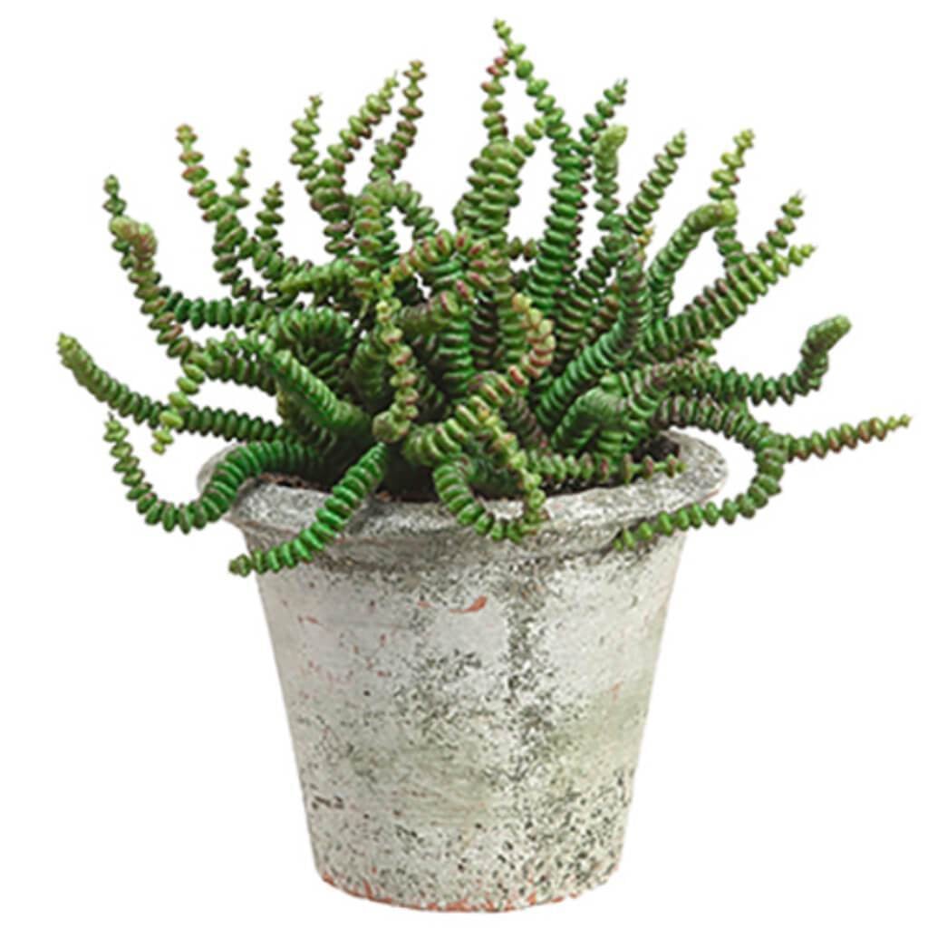 6.5"Orm Succulent In Clay Pot 