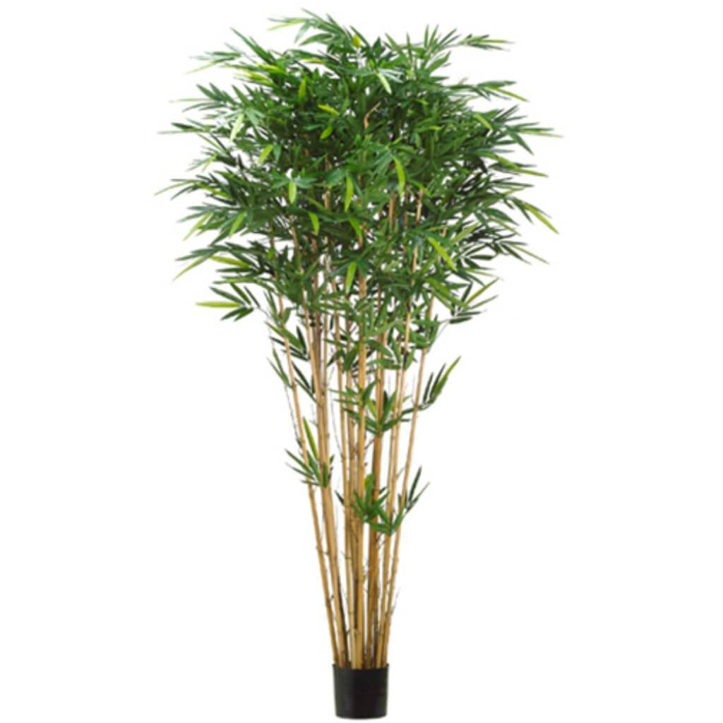 8&#39;Tropical Bamboo Tr.X17 2240L 