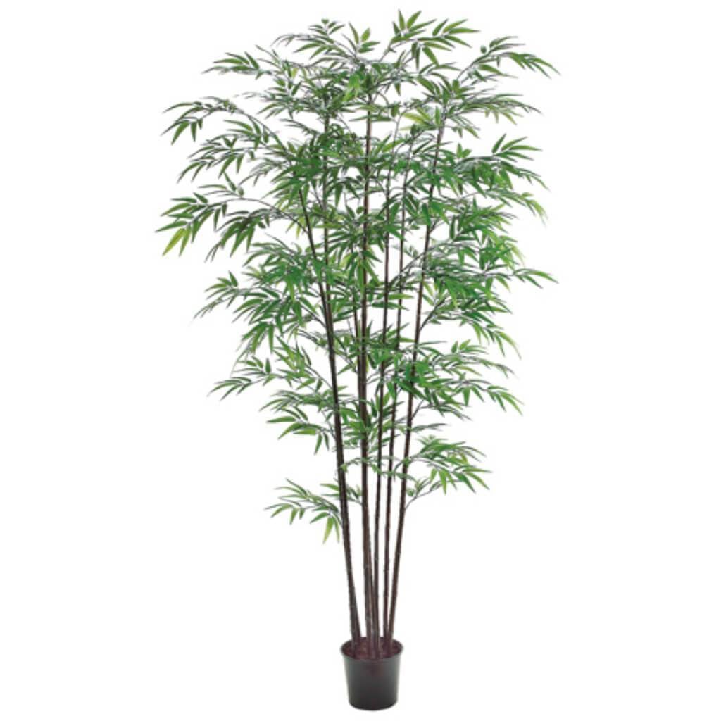 7'Bk Bamboo Tree 1980L (P)Gr 