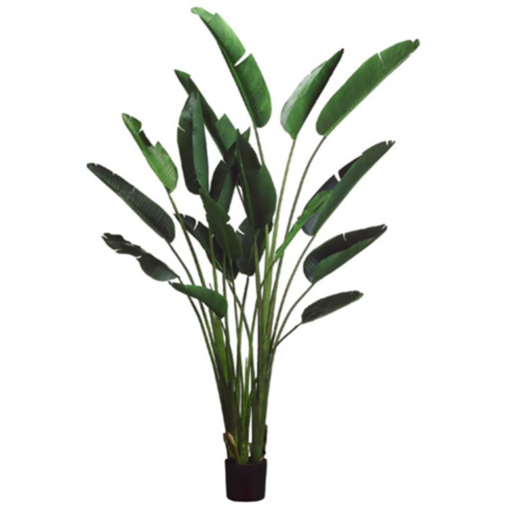 93&quot;Bird Of Paradise Plant(P)Gr 