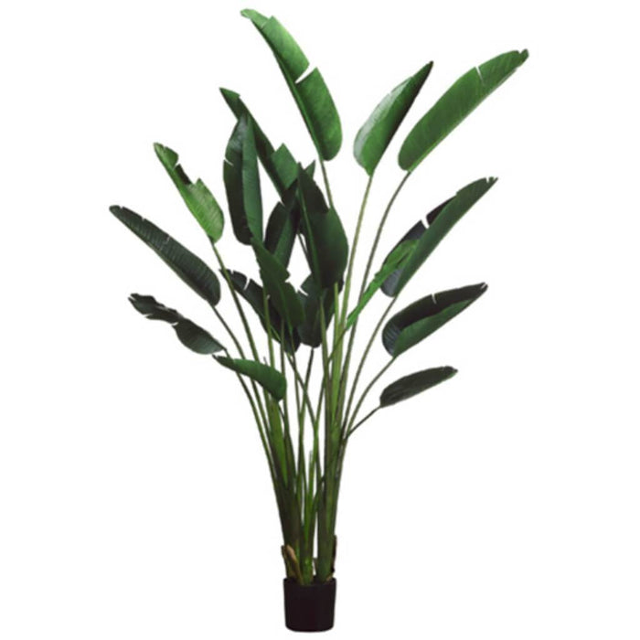 93"Bird Of Paradise Plant(P)Gr 