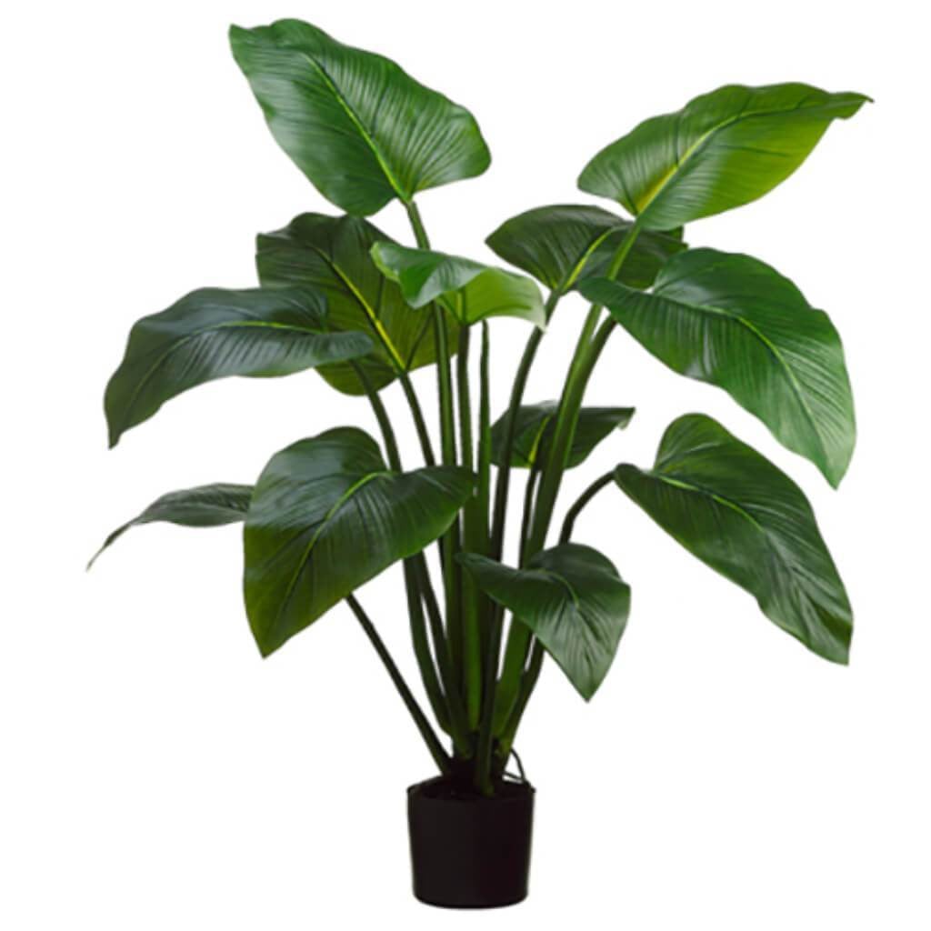 4'Eva Curcuma Plant 12L in Pot 