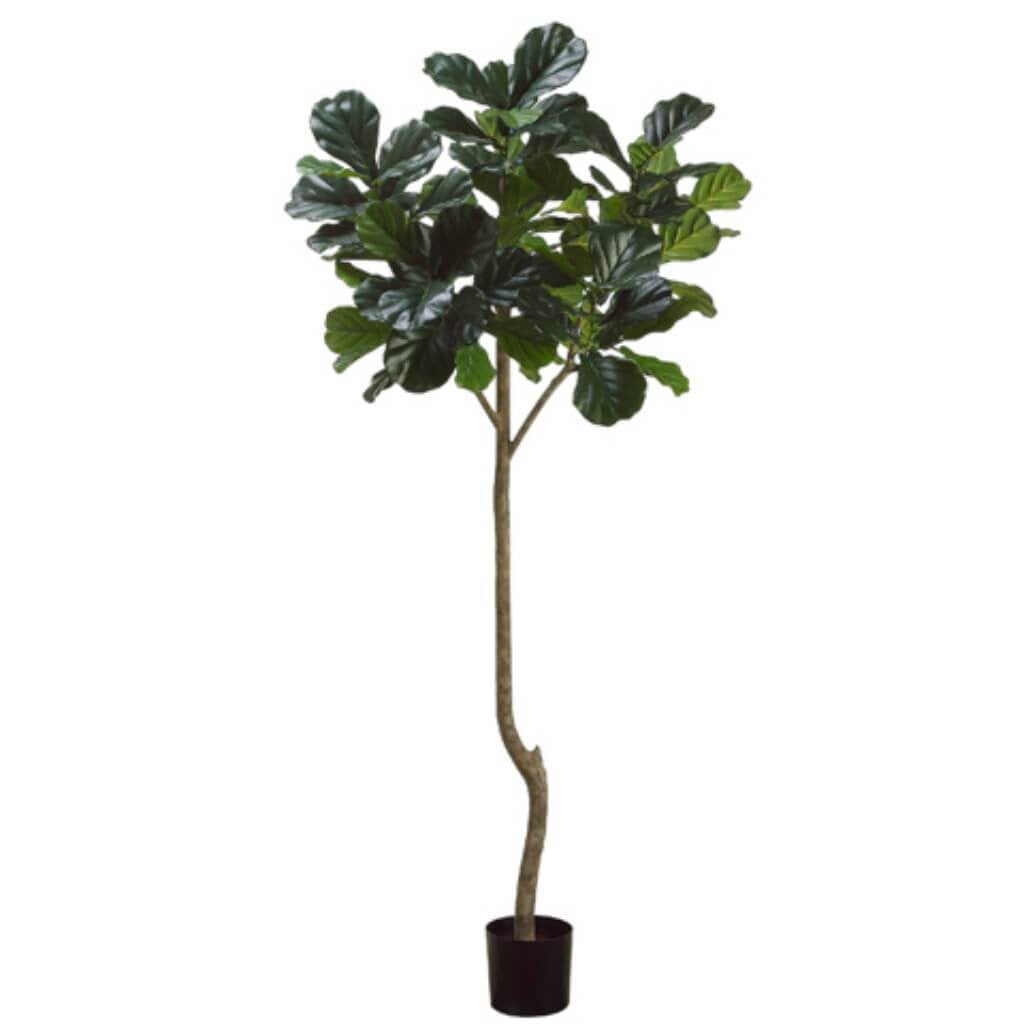 7&#39;Fiddle Leaf Plant 96L(P)Gr 