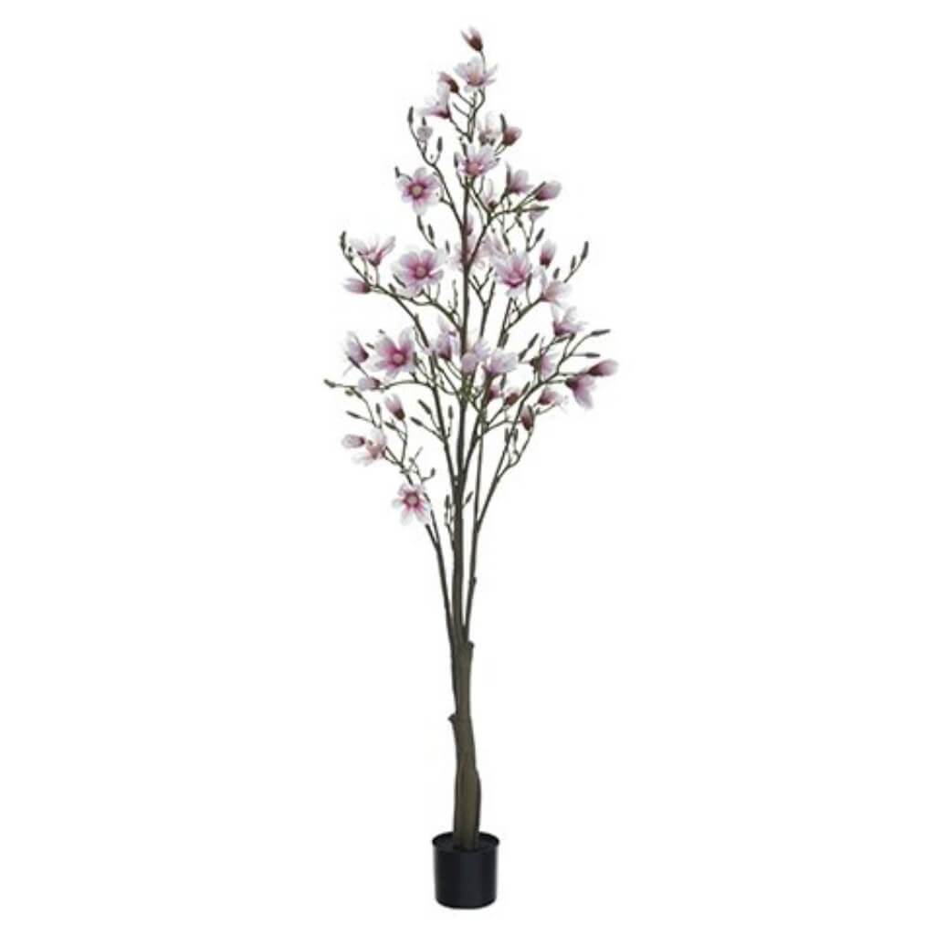 Magnolia Tree in Plastic Pot 6.5ft