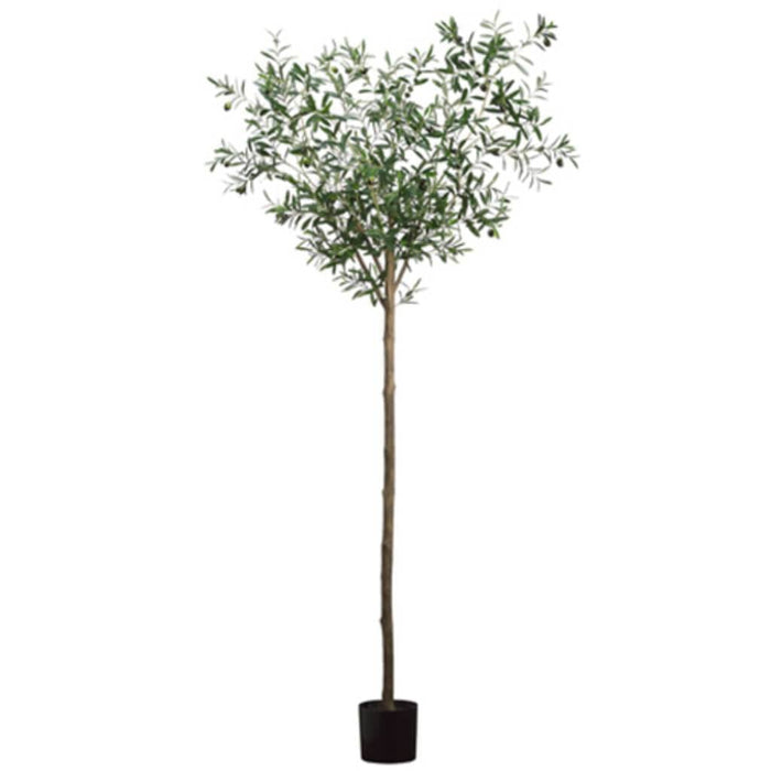 6'Olive Tree 1500L(P) Gr/Tt 