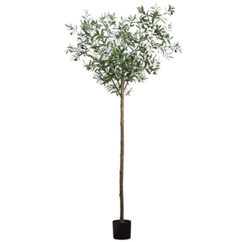 6'Olive Tree 1500L(P) Gr/Tt 