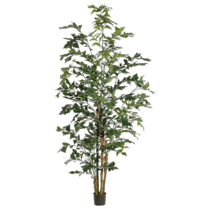 8'Fly Fishtail Palm Tree (P)Gr 