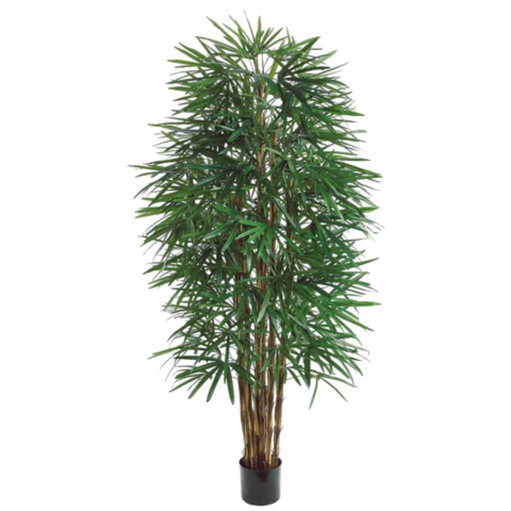 6&#39;Rhapis Tree X6 1502L (P) Gr 