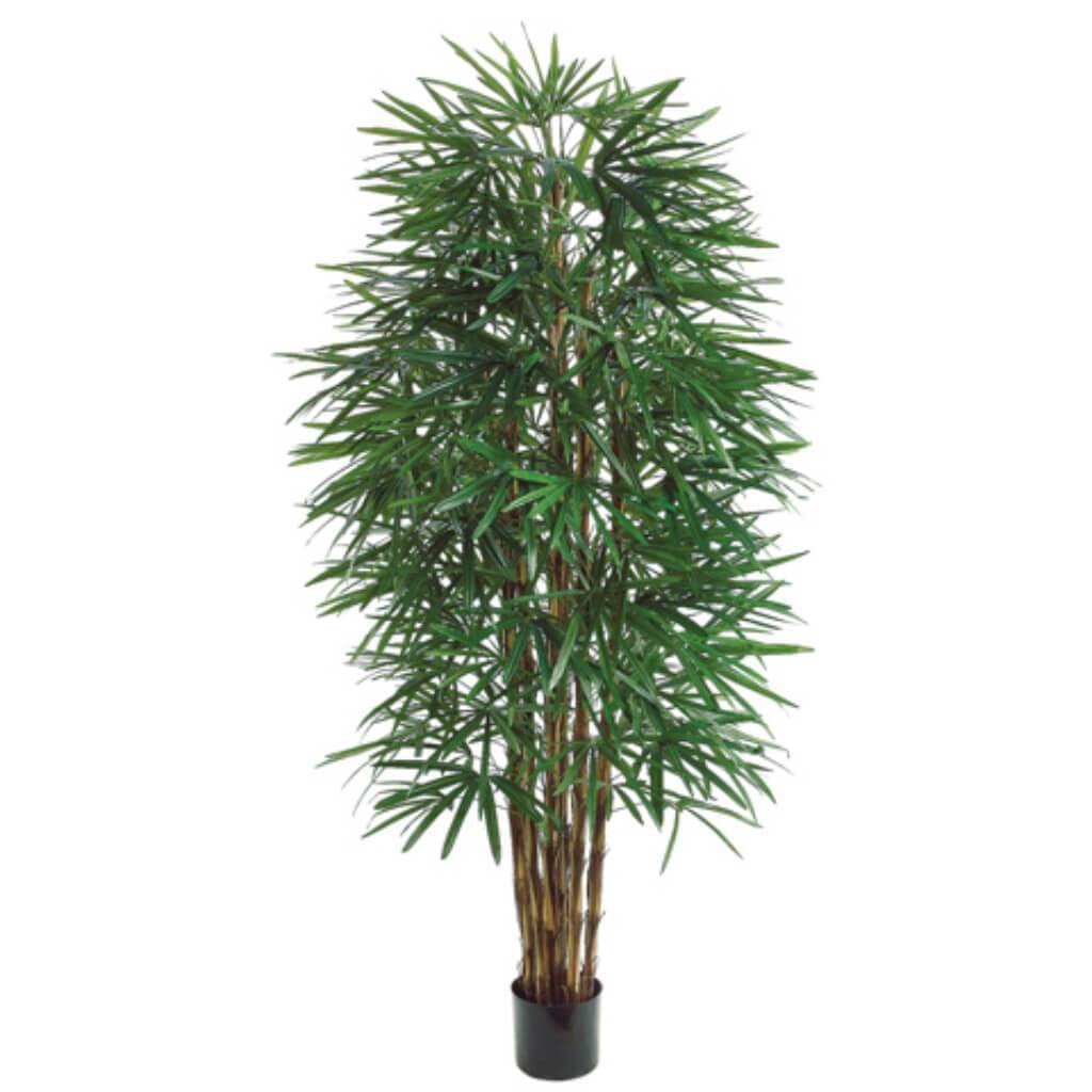 6'Rhapis Tree X6 1502L (P) Gr 