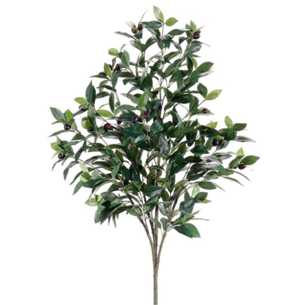 3.5'Olive Tree Gr/Tt 