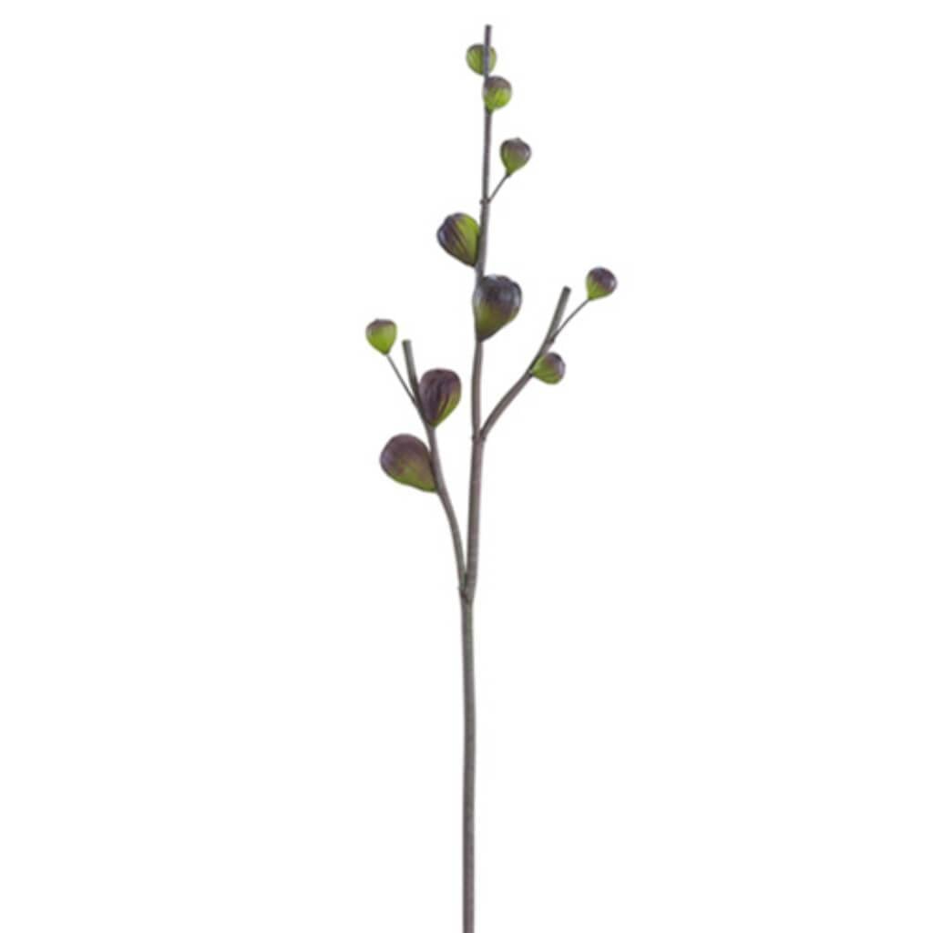 30&quot;Fig Branch Pl/Gr 