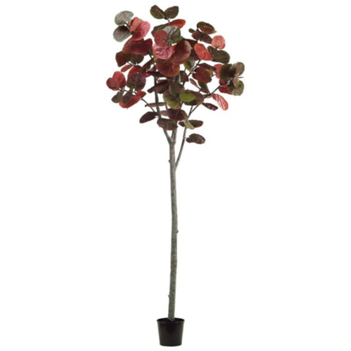 9'Sea Grape Tree 85L(P)Gr/Re 