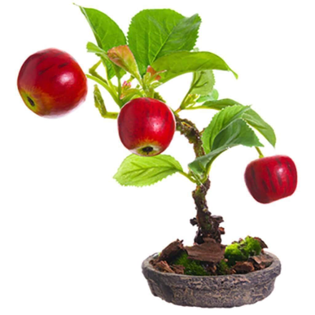 6"Apple Bonsai In Clay Plate 