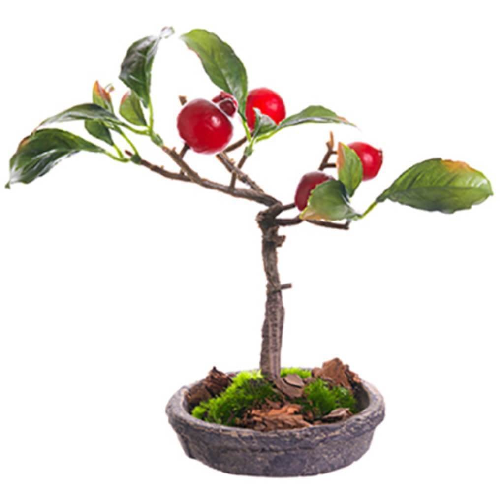 6"Rose Hip Bonsai In Plate 