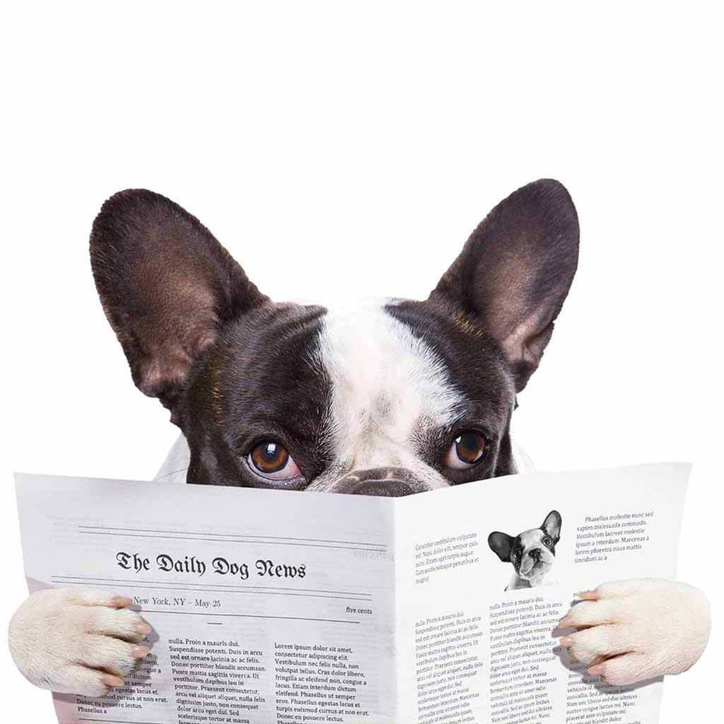 Joy Riders Dog Reading