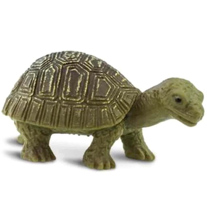 Tortoises 