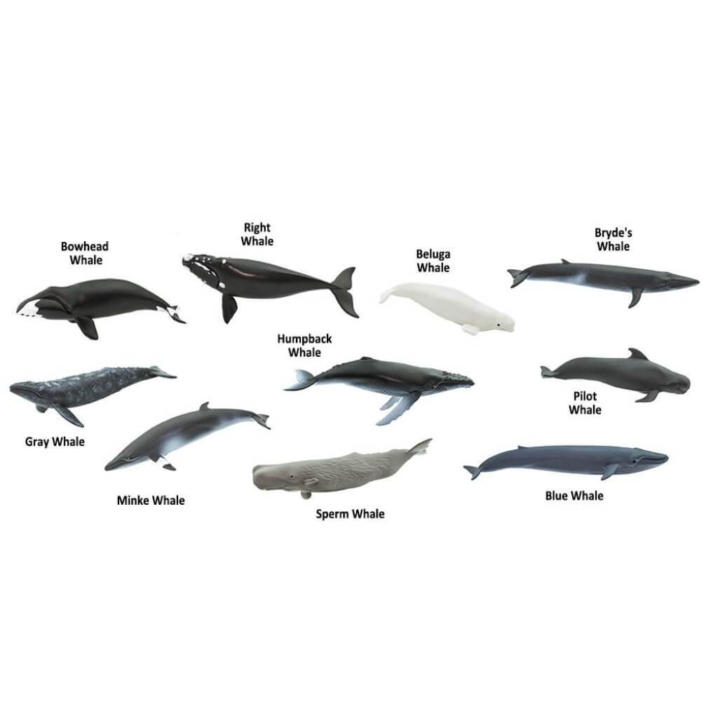 Whales 