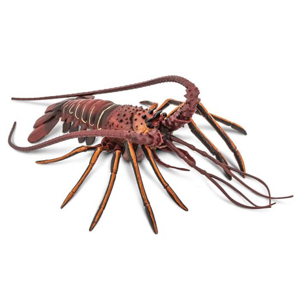 Spiny Lobster 