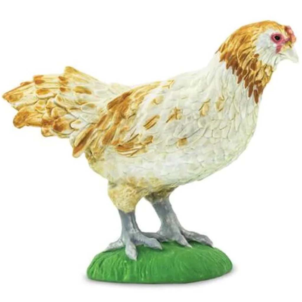 Ameraucana Chicken 