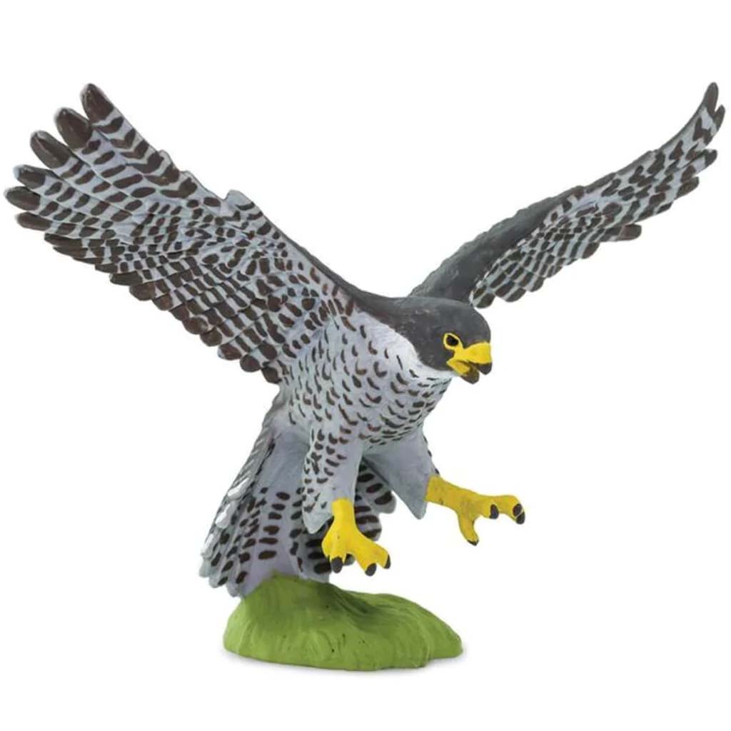 Peregrine Falcon 