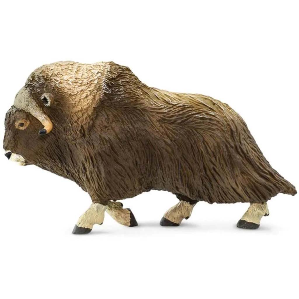 Muskox 